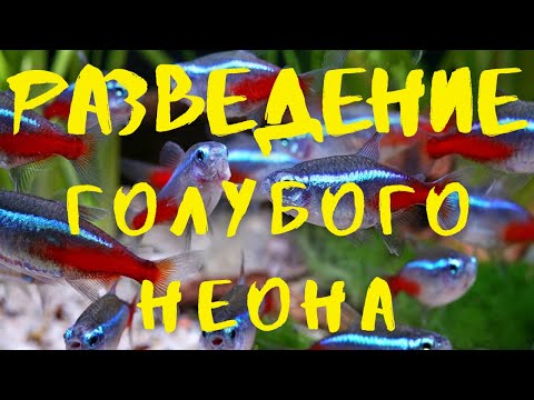 Видео: РАЗВЕДЕНИЕ ГОЛУБОГО НЕОНА ЧАСТЬ 1. НЕРЕСТ, ИКРА, ЛИЧИНКА (English subtitles)