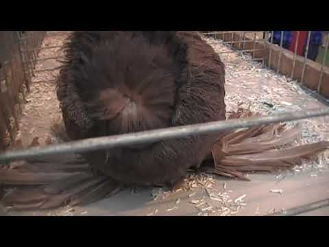 Видео: Франция 2018  А Василенко