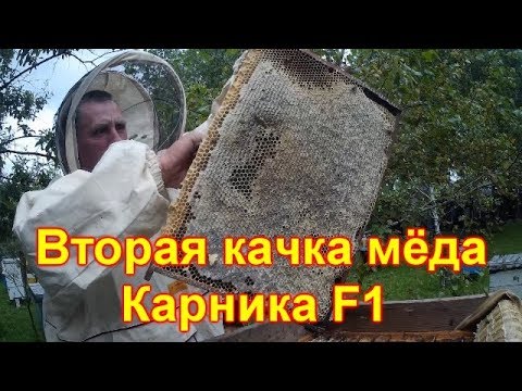 Видео: Карника, вторая качка мёда