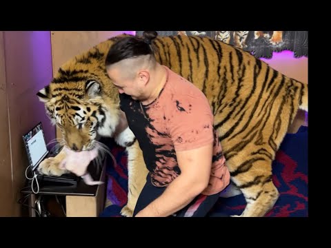 Видео: Краштест Ноутбука или Как мы хотели показать Тигру новую землю!)