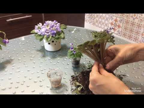 Видео: Главная проблема минифиалка. Как исправить ?