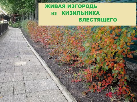 Видео: ОБРЕЗКА КИЗИЛЬНИКА/ ФОРМИРОВАНИЕ ЖИВОЙ ИЗГОРОДИ