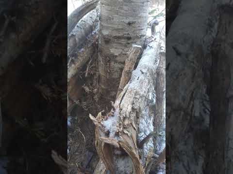 Видео: Капкан на соболя 2