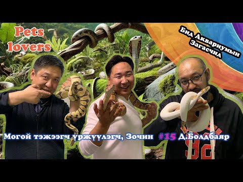 Видео: Могой тэжээгч үржүүлэгч, зочин Д.Болдбаяр
