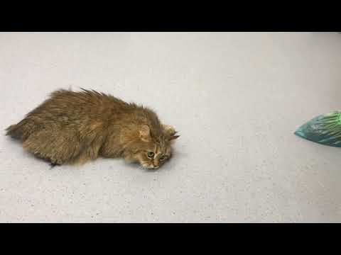 Видео: Вестибулярный синдром у кошки // vestibular syndrome in a cat