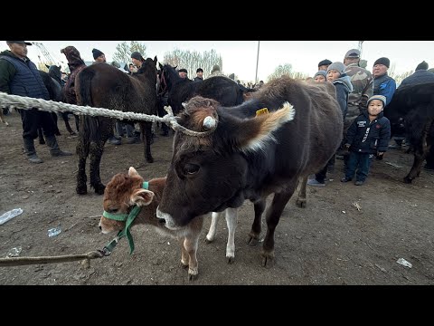 Видео: СААН УЙЛАР КУНАЖЫН БУКА ЭРКЕК УРГААЧЫ ТОРПОК БААЛАРЫ 🤯 #байтв 