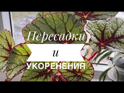 Видео: Пересадки и укоренение бегонии 