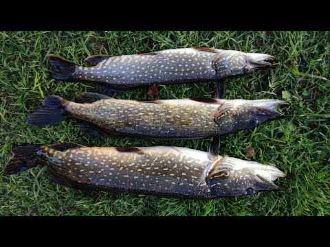 Видео: Ловля щуки на живца осенью