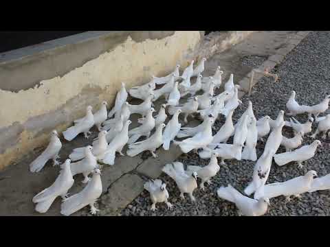 Видео: Baki Goyercinleri Бакинские Голуби Baku Pigeons Ruslan_Şahin 2021- Ferma