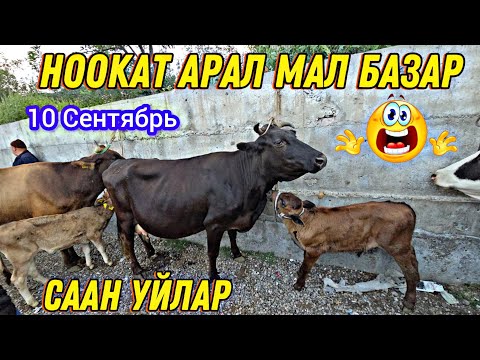 Видео: Ноокат Арал Мал Базар 👍 Саан Уйлар Баасы 10 Сентябрь 😱 БАЙ КЖ 