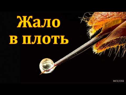 Видео: "Жало в плоть". Беседа. В. А. Харитонов. МСЦ ЕХБ
