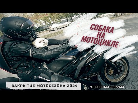 Видео: Собака на мотоцикле | Ещё одно закрытие сезона с ночными волками.