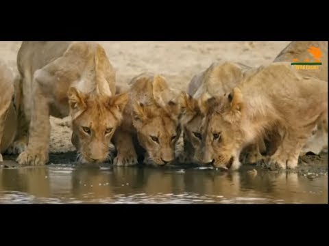 Видео: Wild Fauna / Прайд Нсэфу / 3-Молодняк / Africa's Hunters