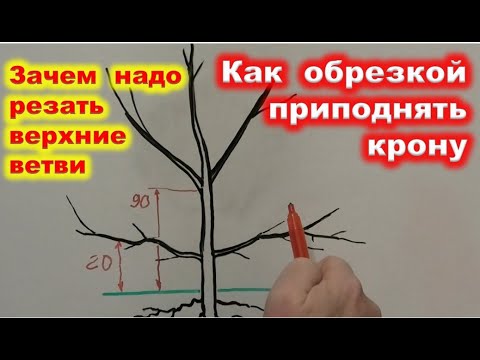 Видео: КАК ПРИПОДНЯТЬ КРОНУ яблони с низкими ветвями