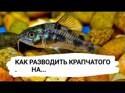 Видео: Ка развести крапчатого на нерест? Вот это результат!!!