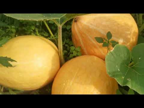 Видео: Тыква, название "Конфетка".