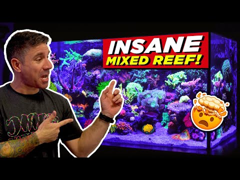 Видео: У этого парня ЛУЧШИЙ смешанный риф, который мы когда-либо видели!! *В ШОКЕ*