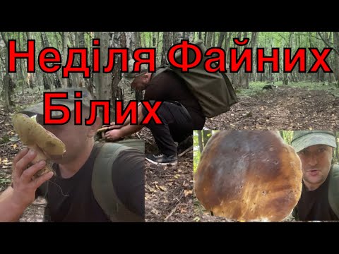 Видео: Неділя 17 серпня 2025 року.. Великі Білі Гриби в Дубовому лісі.. та ще багато різних грибів 