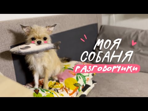 Видео: Год с чихуахуа: стоит ли заводить собаку? Мой первый собачий опыт