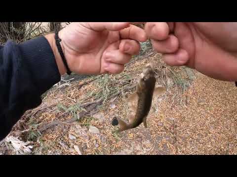 Видео: Рабалка на речках на османа