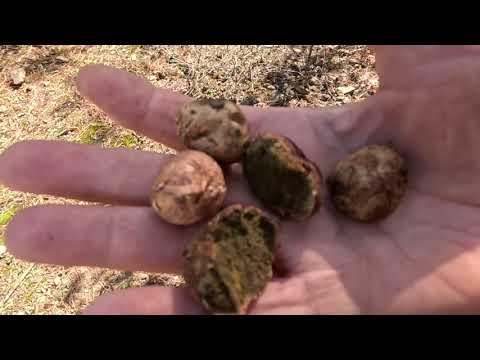 Видео: 2.11.Тихая охота в Анапе. 