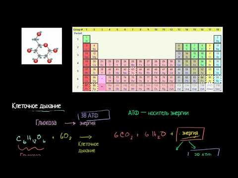 Видео: Введение в клеточное дыхание (видео 1)  | Клеточное дыхание | Биология