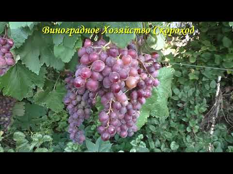 Видео: Виноград 2023. Клубничный - неплохой результат