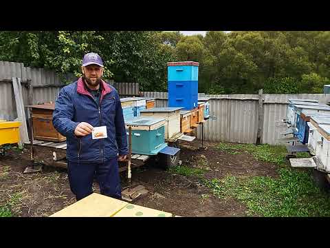 Видео: Обработка пчел препаратом ТЭДА  Особенности и результат