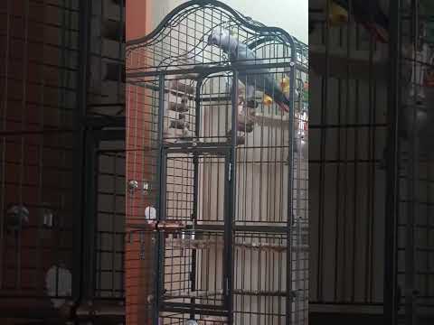 Видео: Птичка говорун