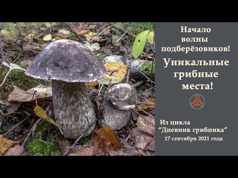Видео: Начало волны подберёзовиков! Уникальные грибные места! Дневник грибника 17 сентября 2021 года.
