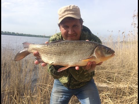 Видео: #24 Когда Перемудрил сам Себя Классика Язь Голавль Трофейная Рыбалка на Реке Ловля с Берега на Донку