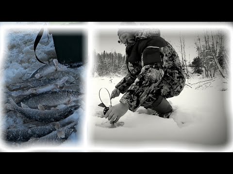 Видео: ЩУКА НА ЖЕРЛИЦЫ В ЯНВАРЕ 2022// ТАКИХ "МОНСТРОВ" Я ДАВНО НЕ ЛОВИЛ!