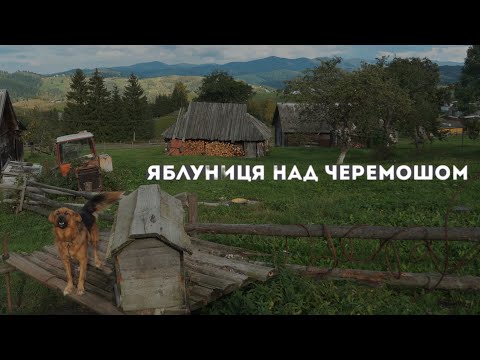 Видео: Знайшов клондайк грибів на безлюдному хуторі.