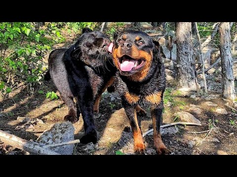 Видео: Луна и Венза решили освежиться в жаркий день. Как плавают собаки и кошки.