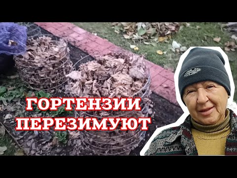 Видео: Когда ничто не помогает! Лучший способ укрыть гортензию на зиму 🍂 