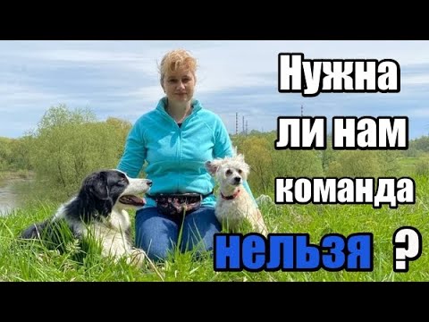 Видео: Запреты в жизни собаки. Команда нельзя