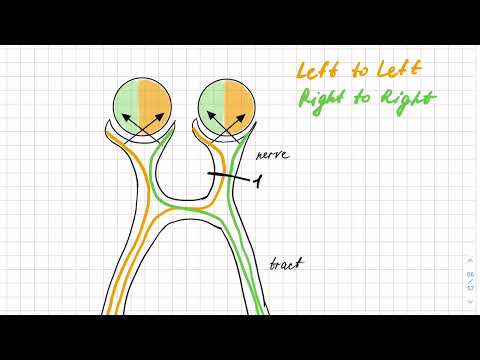 Видео: Зрительные пути и их повреждения. Мнемоника!