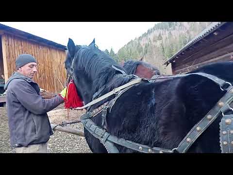 Видео: Жеребчик РАМІР перший раз запряжений!!!