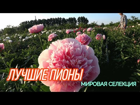 Видео: С Ворошиловой в пионах / Сад Ворошиловой