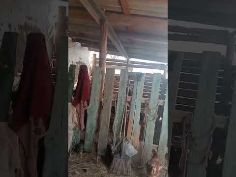 Видео: Менің  тауықтарым Және Кішігірім ферма арнасы
