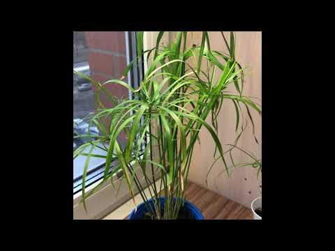 Видео: Циперус, размножение черенками, посадка черенка.