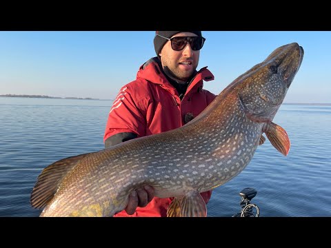 Видео: ЩУКИ МОНСТРЫ СУЩЕСТВУЮТ! Рыбалка мечты, такое бывает раз в жизни! Поймала щуку 13,5 кг!