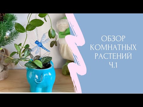 Видео: 🍃Обзор комнатных растений на стеллаже🍃Часть 1