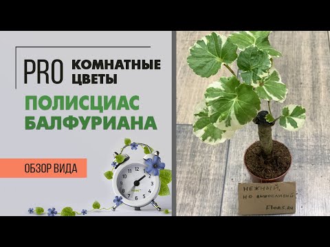 Видео: Комнатное растение Полисциас Балфуриана - эффектный и неприхотливый | Важные правила ухода.