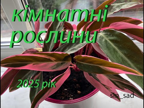 Видео: Кімнатні рослини 2025 рік
