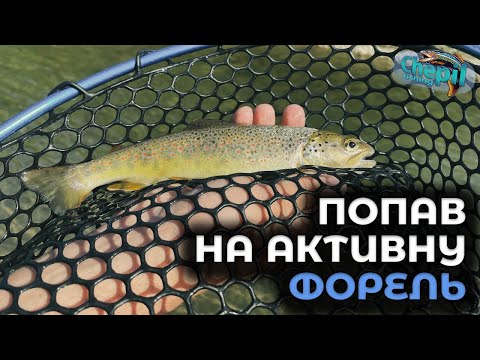 Видео: КАРПАТСЬКА КРАСУНЯ ДАЄ БІЙ! Форелева риболовля на Карпатській річці! РЕЗУЛЬТАТИ РОЗІГРАШУ!