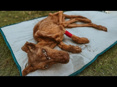 Видео: В ловушке, голодная и забытая… Она не может стоять. Она не может плакать. Но она всё ещё борется.