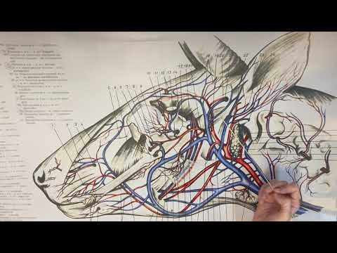 Видео: Артерии головы