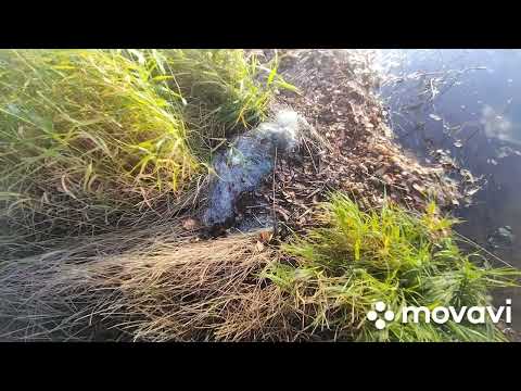 Видео: Интересные места с братом.Погода в октябре.