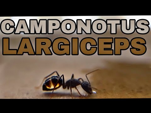 Видео: ЭТИ МУРАВЬИ ШОКИРОВАЛИ МЕНЯ! | CAMPONOTUS LARGICEPS - самый большой полиморфизм среди кампов!